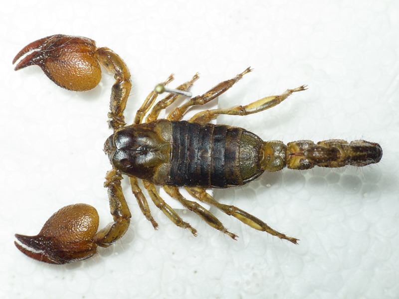 Arachnida